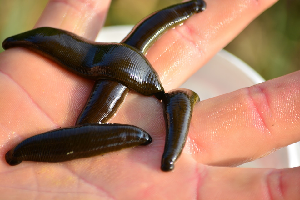 Medical leech angler bait