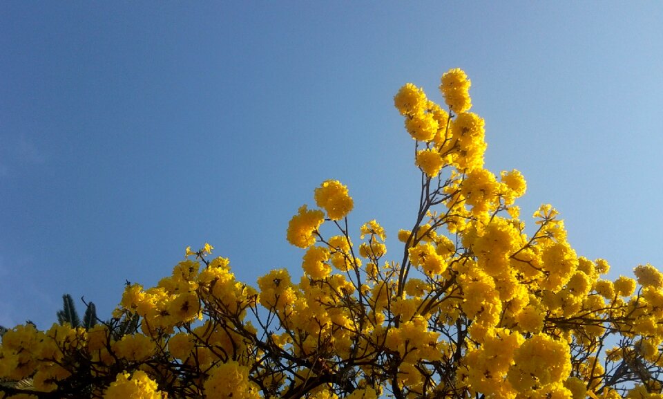 Lapacho yellow flowers tomorrow photo