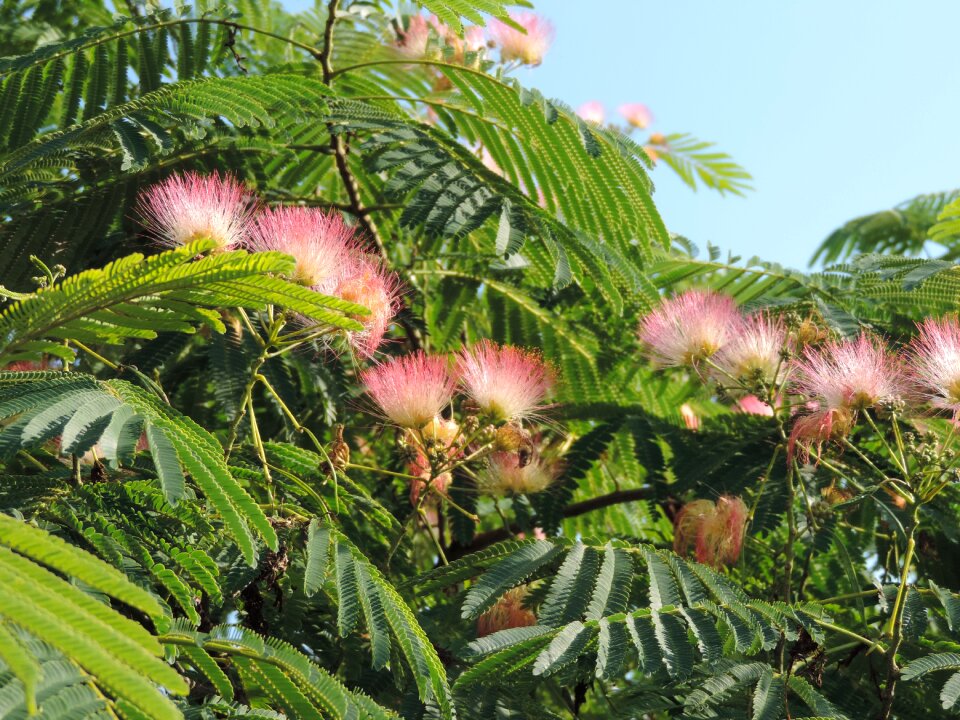 Branch nature blooming