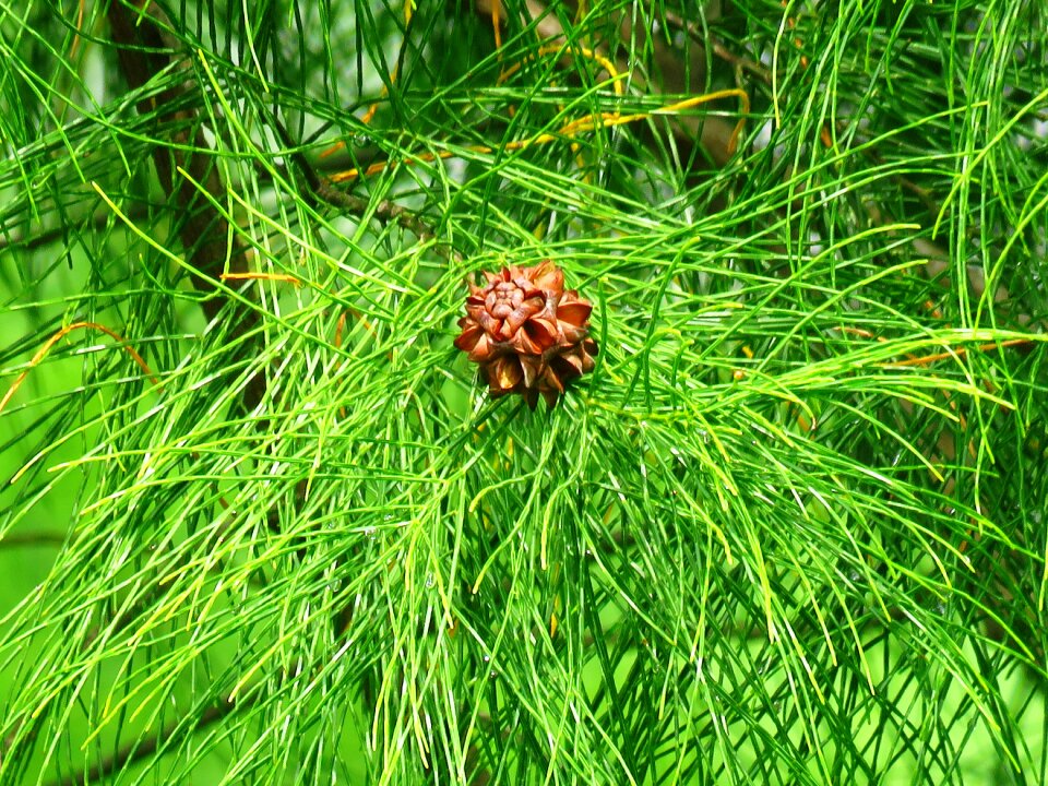 Nature green flower