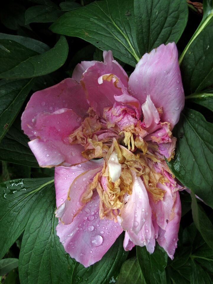 Peony faded drop of water