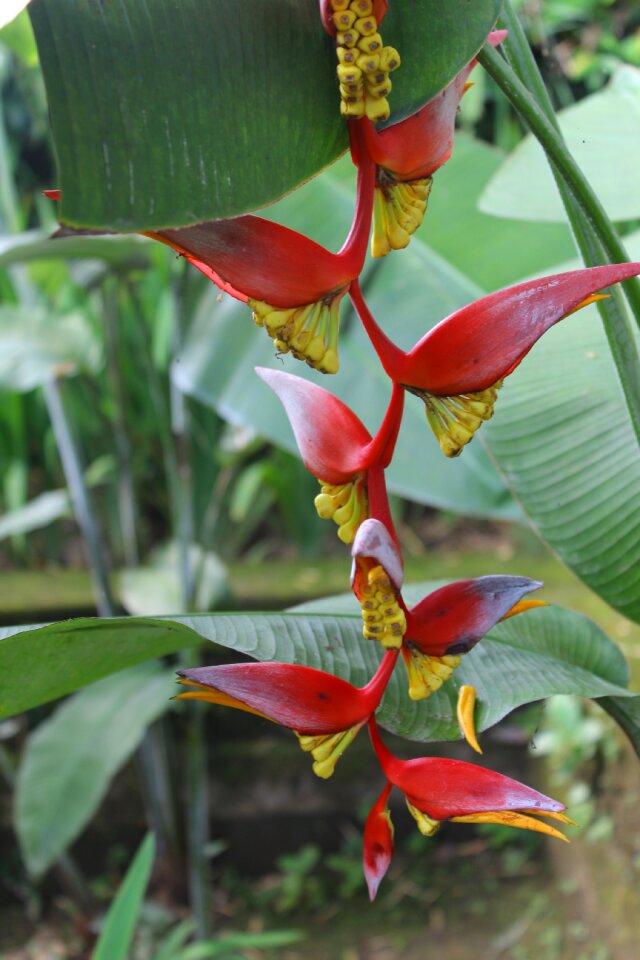 Vertical petard bird banana plant flower