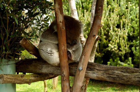 Eucalyptus sleep cuddly photo