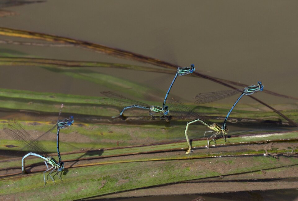 Dragonflies mating water
