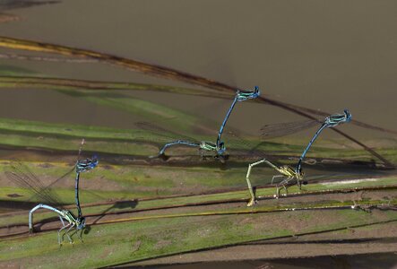 Dragonflies mating water