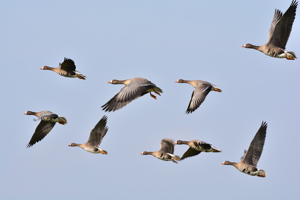 Wild goose flock of birds nature