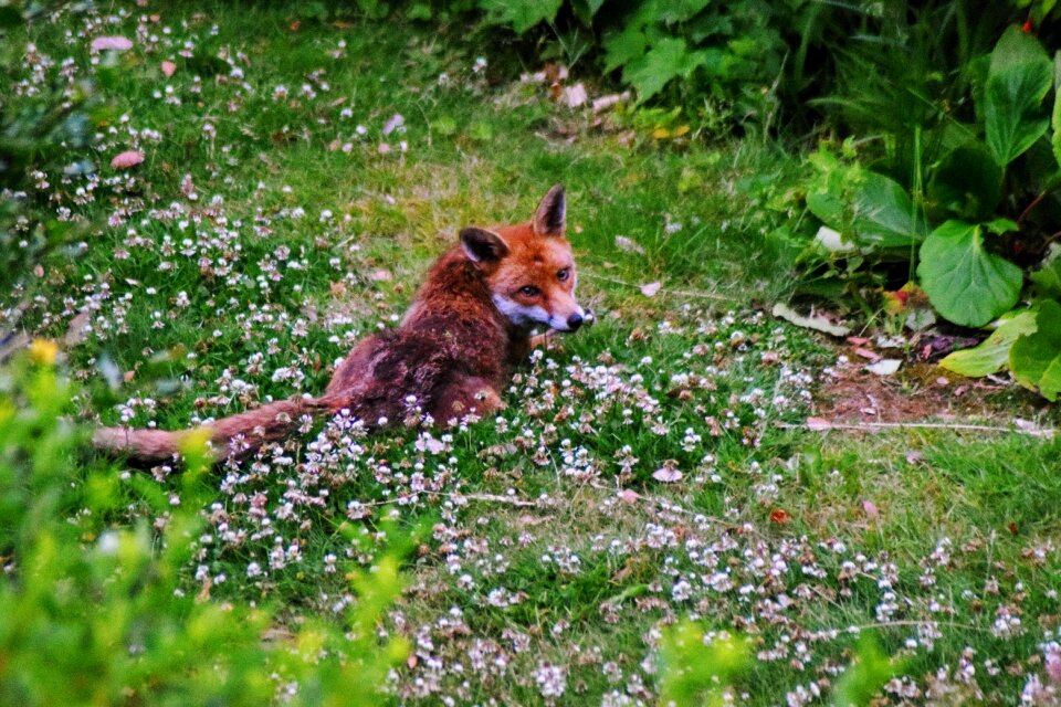 London nature wildlife