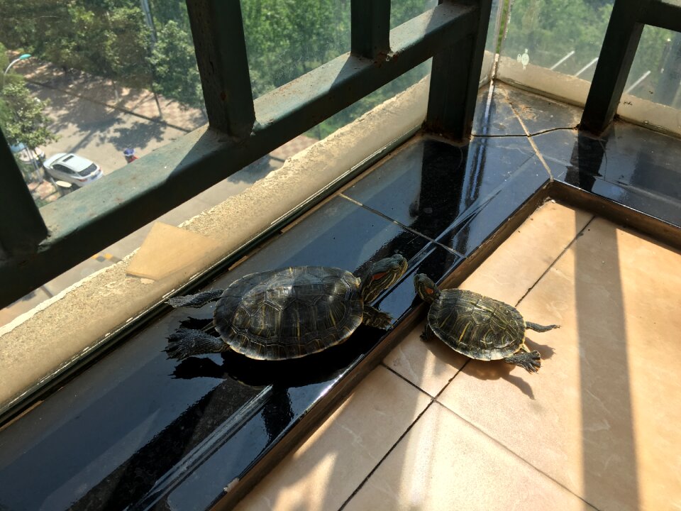 Pet relax