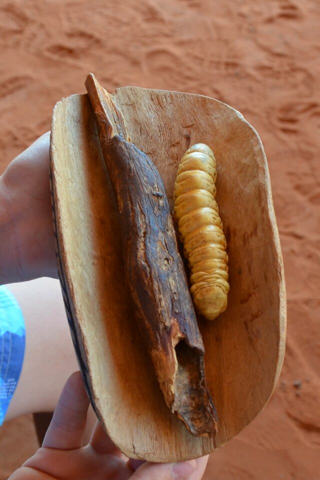 Witchetty grub aboriginal native