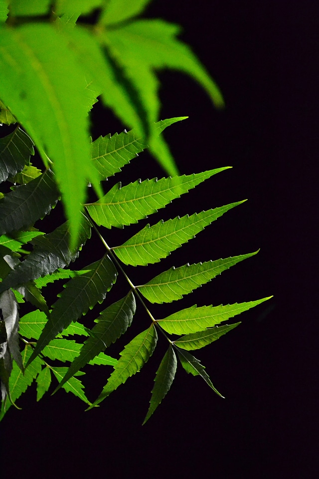 Leaf green medicine