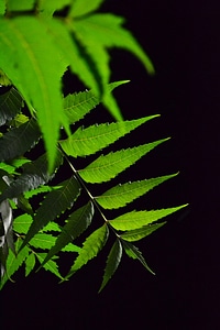 Leaf green medicine photo