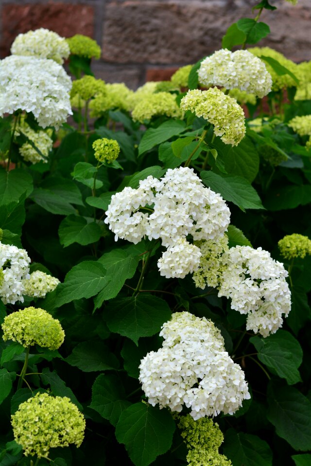 Garden ornamental shrub hydrangea
