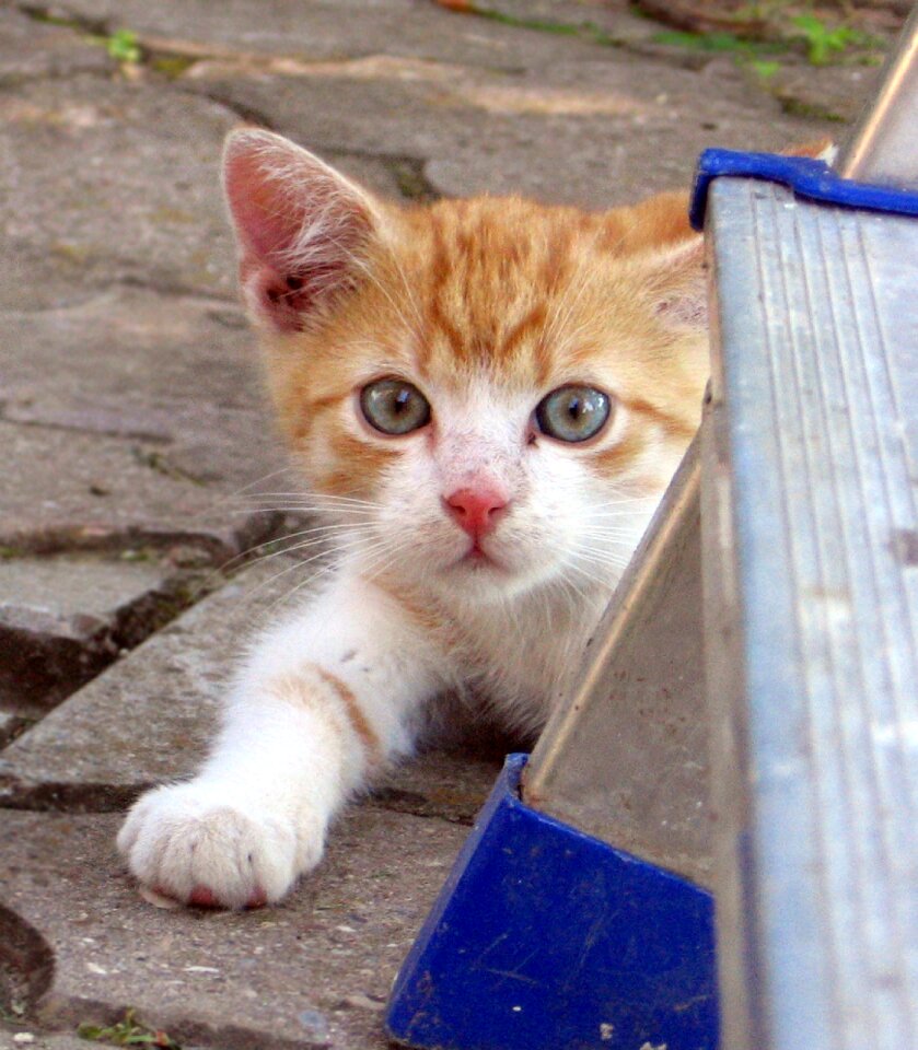 Cat tomcat kitten