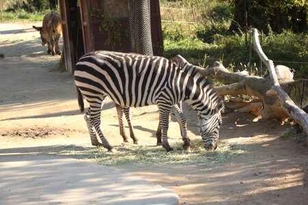 Zebra everland zoo Free photos