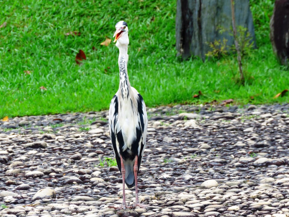 Bird nature