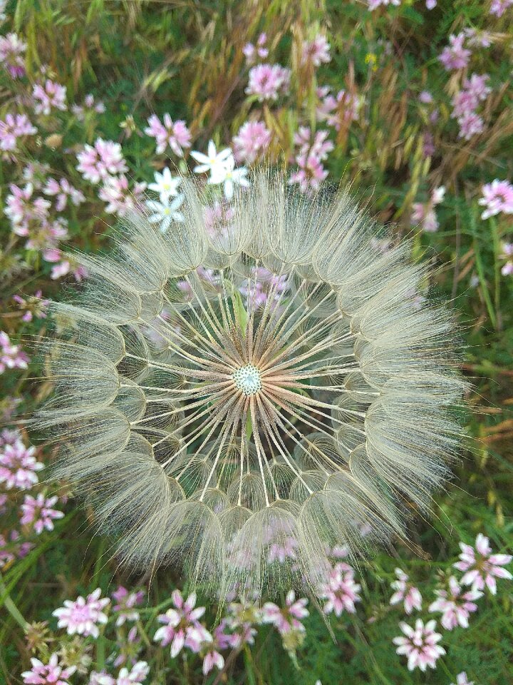 Flower summer flowers wild flowers