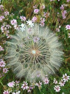 Flower summer flowers wild flowers photo