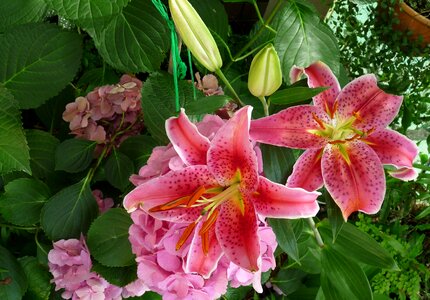 Asian lilies spring photo