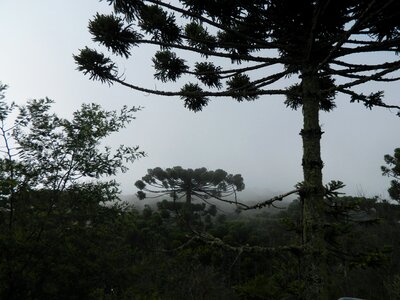 Pinheiro tree nature
