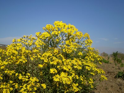 Wild flowers field plant wildlife photo