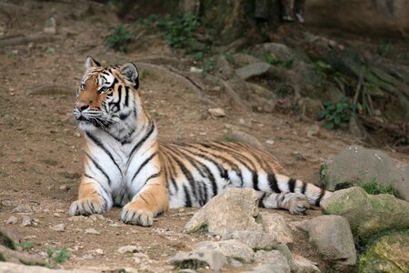 Panthera tigris tiger seoul zoo photo