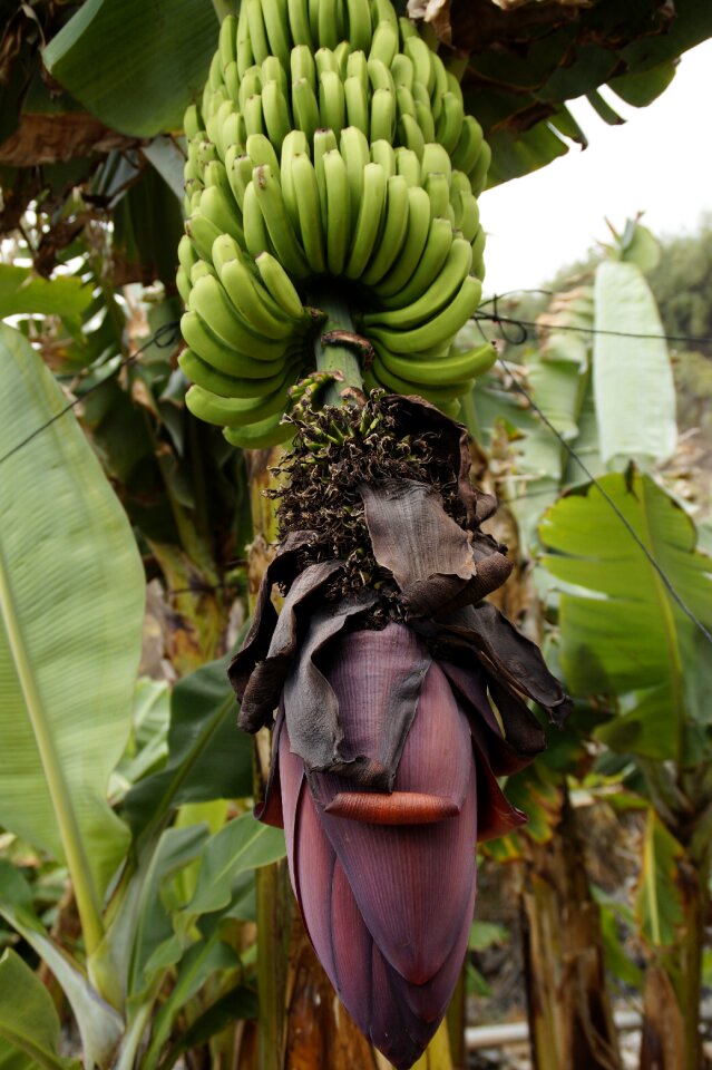 Banana banana plant fruits