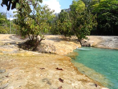 Green forest water