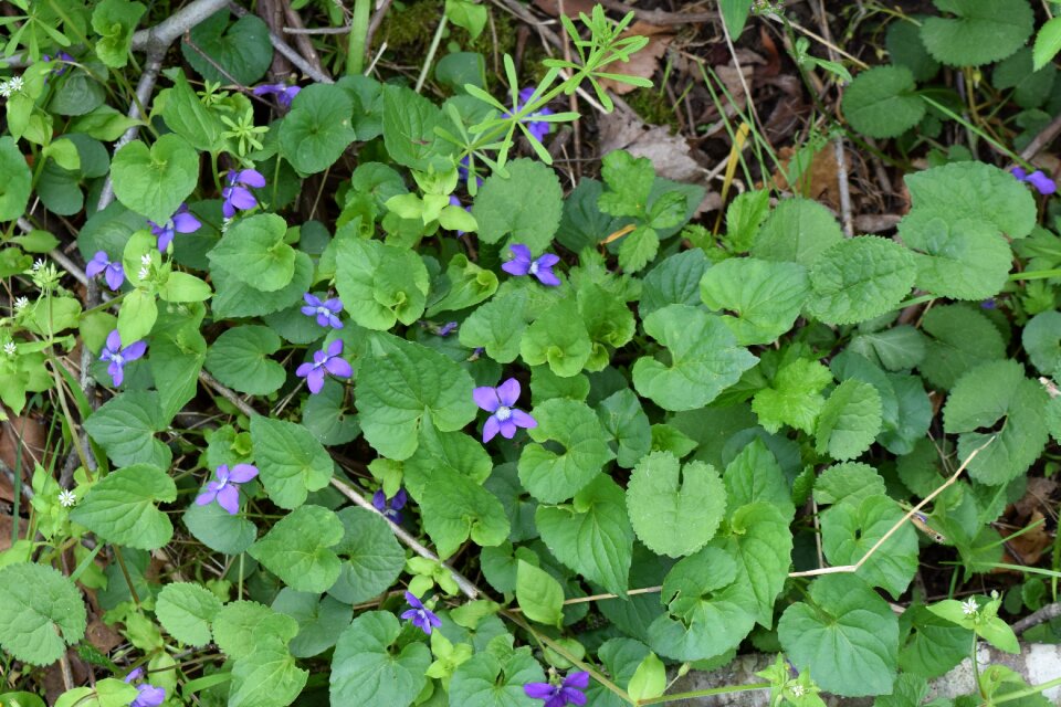 Bloom purple flower purple blossom