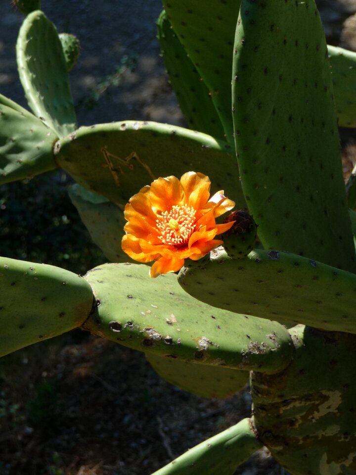 Cactus blossom blossom bloom