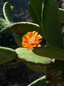 Cactus blossom blossom bloom