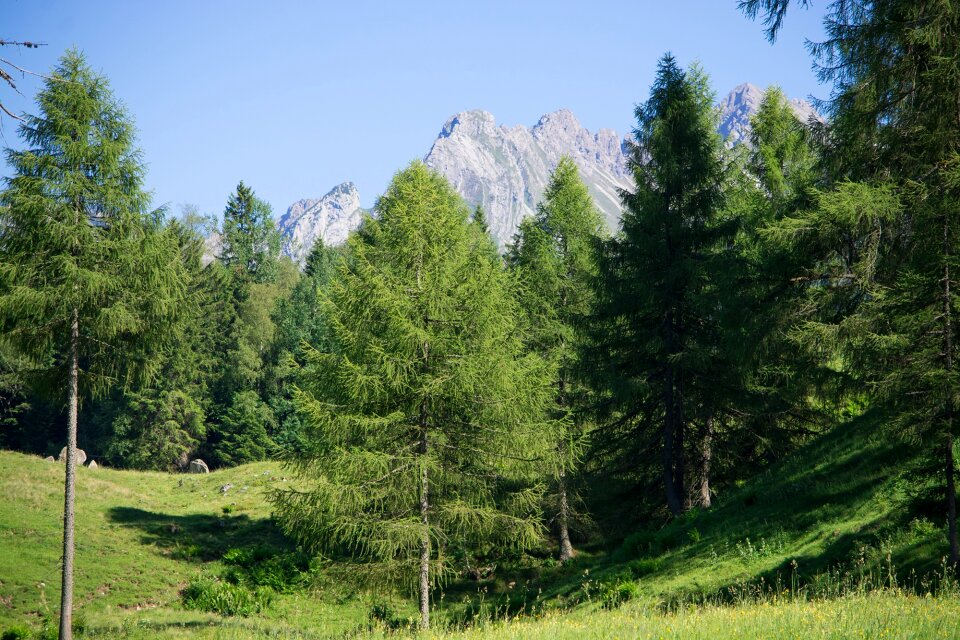 Meadow alpine meadow trees