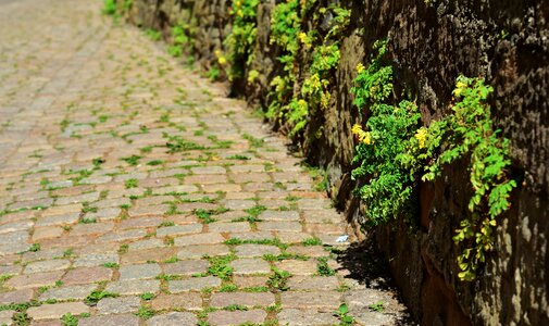 Wall stone herb rock stone herb