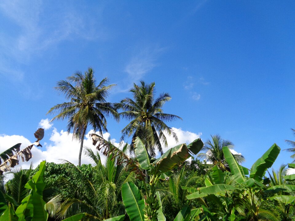 Blue sky summer nature