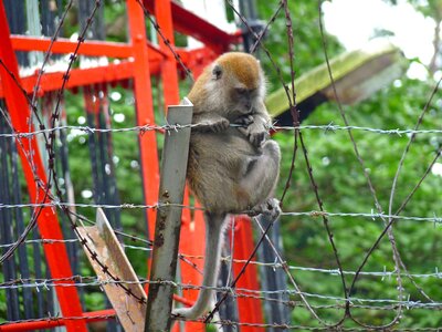Macaque urban park photo