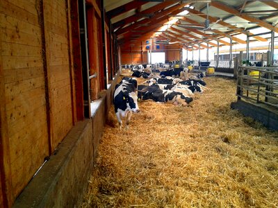 Animals cows barn animals photo