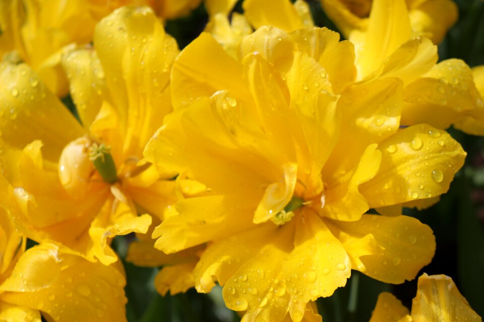 Spring summer blossom