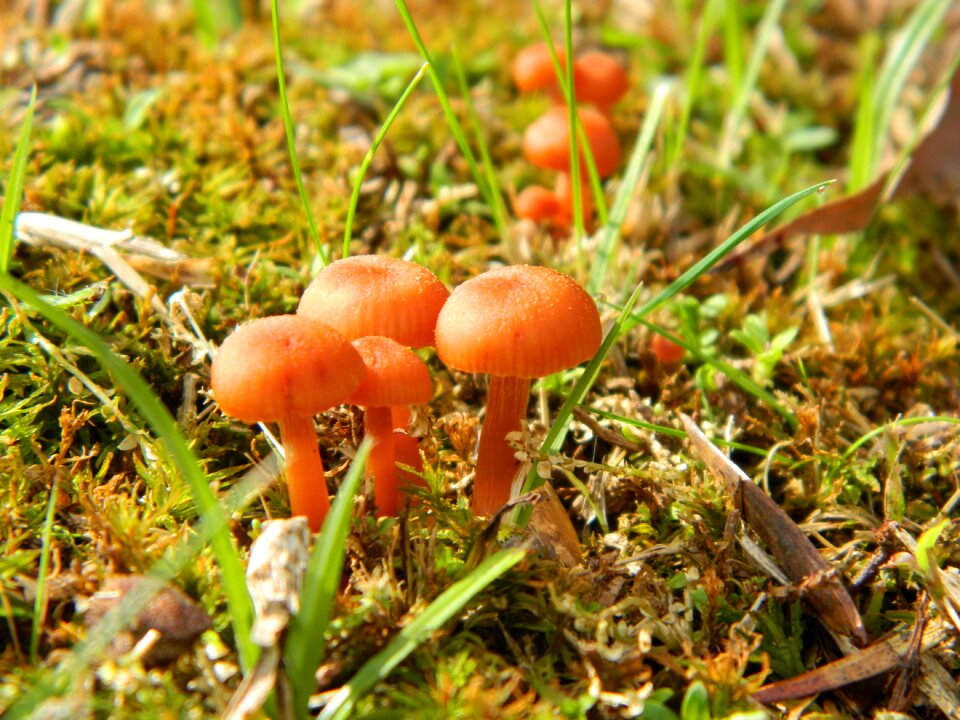 Nature fungus woods