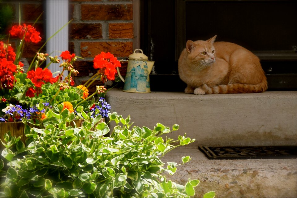 Kitty relax orange