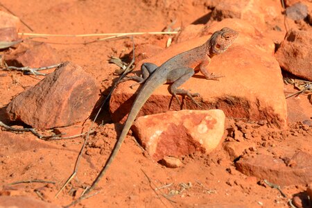 Outback desert reptile photo