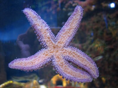 Starfish aquarium sea water photo