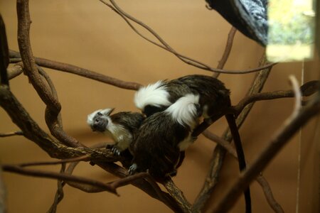 Cotton head santa the children everland zoo saguinus oedipus photo