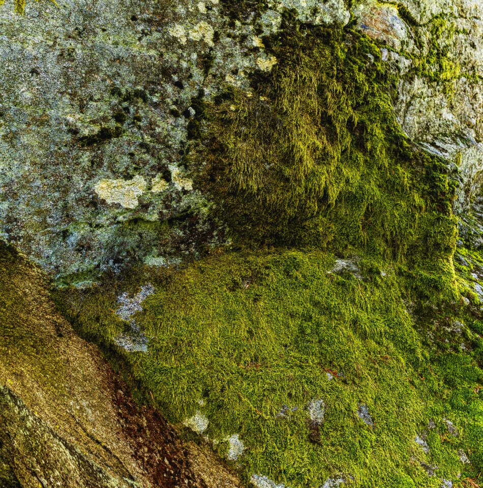 Moss structure background
