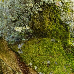 Moss structure background photo
