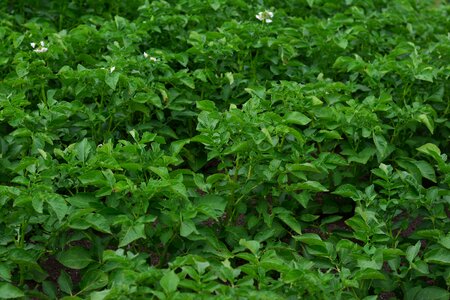 Potatoes green garden