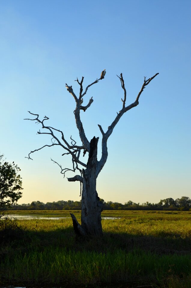 Silhouette tree nature