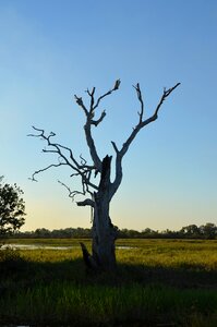 Silhouette tree nature
