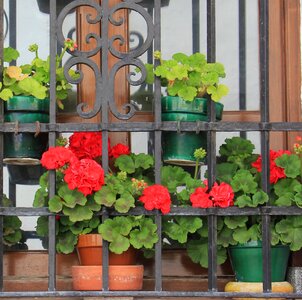 Red architecture floral