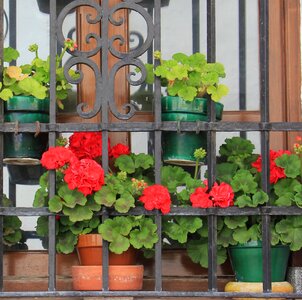 Red architecture floral photo