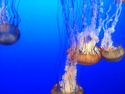 Jellyfish sea marine photo