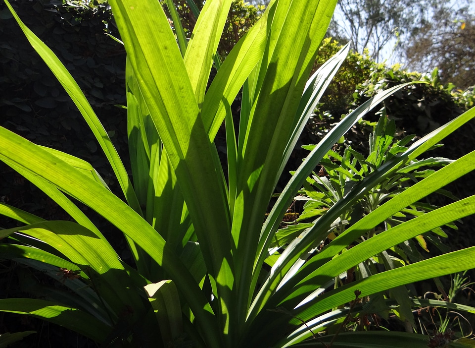 Tropical plant annapurna